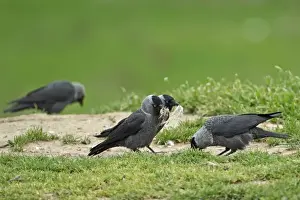 Rumania Prints: Jackdaw (Corvus monedula soemmerringii) Nordic race