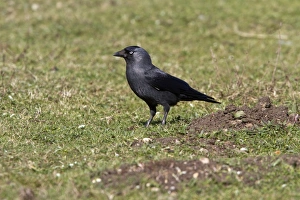 Jackdaw looking for food in field