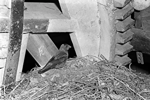 Jackdaws Prints: Jackdaw at nest - Hickling Norfolk. Taken by Eric Hosking in 1941