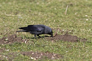 Earth Prints: Jackdaw probing for food in earth disturbed by moles
