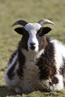 The Jacob sheep is a breed of unimproved multihorned sheep, patterned with black and white spots
