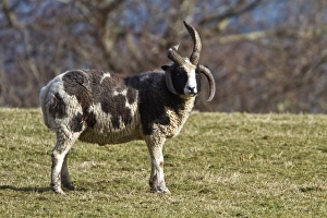 The Jacob sheep is a breed of unimproved multihorned sheep, patterned with black and white spots