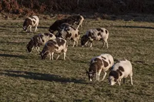 The Jacob sheep is a rare breed of small, piebald multi-horned sheep -Taken on isle of Jura