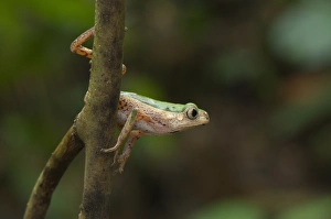 Jump Prints: Jaguar Leaf Frog (Phyllomedusa palliata) adult