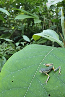 Tree Frog Prints: Jaguar Leaf Frog (Phyllomedusa palliata) immature