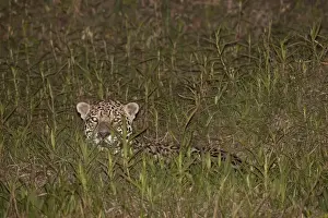 Mato Grosso Prints: Jaguar (Panthera onca) adult, laying in vegetation at night, Pantanal, Mato Grosso, Brazil