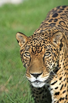 Big Cat Prints: Jaguar (Panthera onca) adult male, close-up of head, Pantanal, Mato Grosso, Brazil