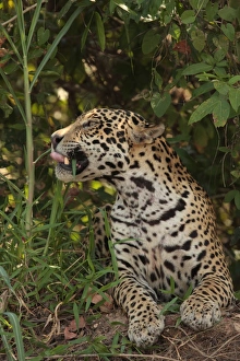 Mato Grosso Prints: Jaguar (Panthera onca) adult male