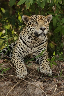 Mato Grosso Prints: Jaguar (Panthera onca) adult male, resting, Porto Jofre, Mato Grosso, Brazil, september