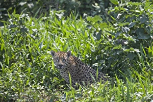 Mato Grosso Prints: Jaguar (Panthera onca) adult, sitting in vegetation, Taiama, Pantanal, Mato Grosso, Brazil