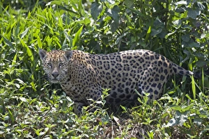 Mato Grosso Prints: Jaguar (Panthera onca) adult, standing in vegetation
