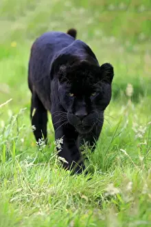 Captive Prints: Jaguar (Panthera onca) Black Panther melanistic form