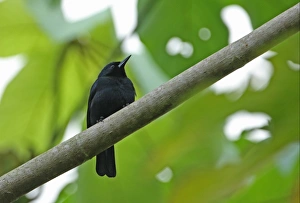 Black Bird Prints: Jamaican Blackbird (Nesopsar nigerrimus) adult