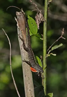 Throat Prints: Jamaican Brown Anole (Anolis lineatopus) adult male