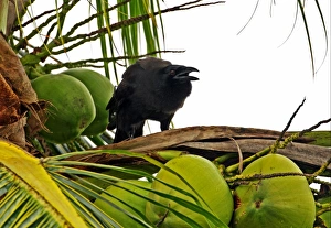 Corvids Prints: Jamaican Crow (Corvus jamaicensis) adult
