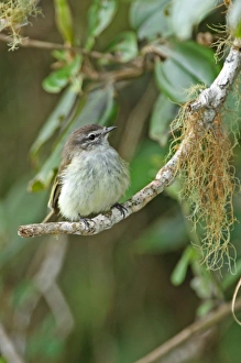 Song Bird Prints: Jamaican Elaenia (Myiopagis cotta) adult