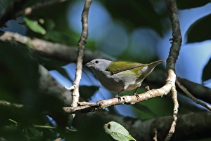 West Indian Prints: Jamaican Euphonia (Euphonia jamaica) adult female
