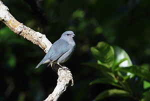 West Indian Prints: Jamaican Euphonia (Euphonia jamaica) adult male