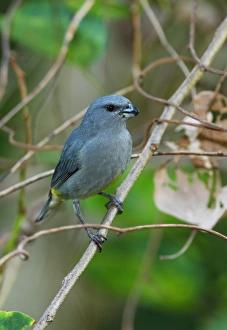 Thraupidae Prints: Jamaican Euphonia (Euphonia jamaica) adult male