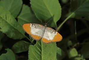 West Indian Prints: Jamaican Mestra (Mestra dorcas) adult, resting on leaf, Linstead, Jamaica, December