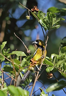 West Indian Prints: Jamaican Oriole (Icterus leucopteryx) adult male