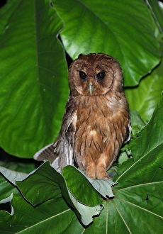 Jamaican Prints: Jamaican Owl (Pseudoscops grammicus) adult