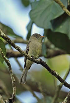 West Indian Prints: Jamaican Pewee (Contopus pallidus) adult