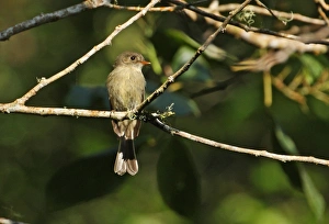 Song Bird Prints: Jamaican Pewee (Contopus pallidus) adult