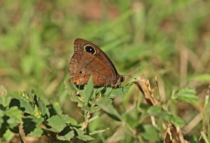 West Indian Prints: Jamaican Satyr (Calisto zangis) adult, resting on leaf, Linstead, Jamaica, December