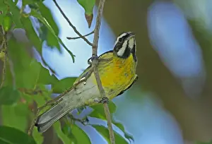 Tanagers Prints: Jamaican Stripe-headed Tanager (Spindalis nigricephala) adult male