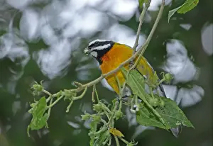 Jamaican Stripe-headed Tanager (Spindalis nigricephala) adult male, feeding on fruit in tree, Port Antonio, Jamaica