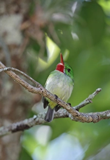 West Indian Prints: Jamaican Tody (Todus todus) adult