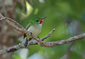 West Indian Prints: Jamaican Tody (Todus todus) adult, perched on twig, Marshalls Pen, Jamaica, December