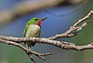 Jamaican Tody (Todus todus) adult, perched on twig, Marshalls Pen, Jamaica, December