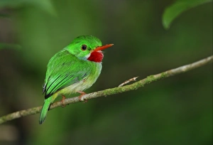 Jamaican Tody (Todus todus) adult, perched on twig, Blue Mountains, Jamaica, march