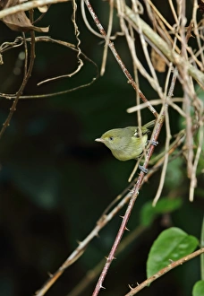 West Indian Prints: Jamaican Vireo (Vireo modestus) adult