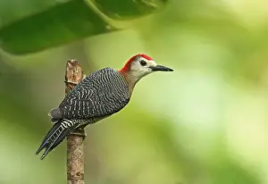 West Indian Prints: Jamaican Woodpecker (Melanerpes radiolatus) adult male