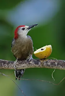 Jamaican Woodpecker (Melanerpes radiolatus) adult male, feeding on fruit at feeding station, Marshalls Pen, Jamaica