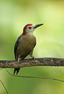 Jamaican Woodpecker (Melanerpes radiolatus) adult male, perched on branch, Marshalls Pen, Jamaica, December