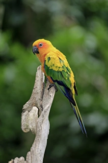 Parakeet Prints: Jandaya Parakeet (Aratinga jandaya) adult, perched on branch (captive)