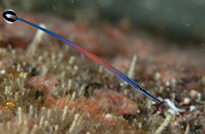 West Papua Prints: Janss Pipefish (Doryrhamphus janssi) adult