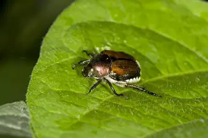Pests Prints: Japanese Beetle (Popillia japonica) introduced pest species