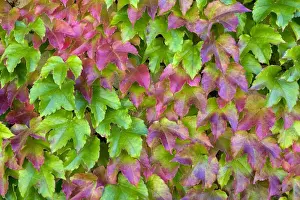Vine Prints: Japanese Creeper (Parthenocissus tricuspidata) leaves