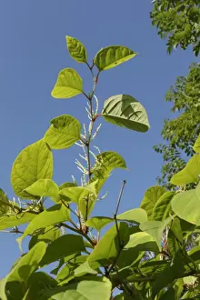 Japanese Knotweed (Fallopia japonica) introduced invasive species, close-up of leaves and flowers, West Yorkshire