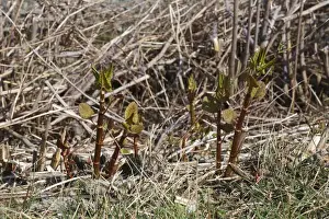Growth Prints: Japanese Knotweed (Fallopia japonica) introduced invasive species