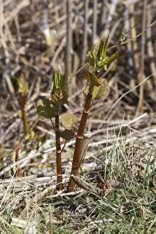 Japanese Knotweed (Fallopia japonica) introduced invasive species, new spring shoots, Ceredigion, Wales, March