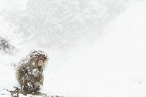 Japanese Macaque (Macaca fuscata) adult, huddled up during heavy snowfall, near Nagano, Honshu, Japan, February