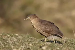 Japanese Night-heron (Gorsachius goisagi) immature male, first winter plumage, foraging in abandoned paddyfield