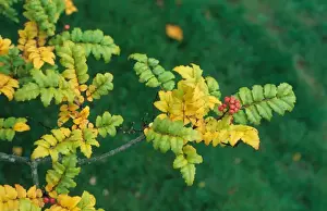Rutaceae Prints: Japanese Pepper Tree (Zanthoxylum piperitum) close-up of leaves and fruit