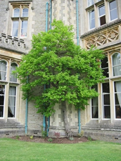 Oxfordshire Prints: Japanese Persimmon (Diospyros kaki) habit